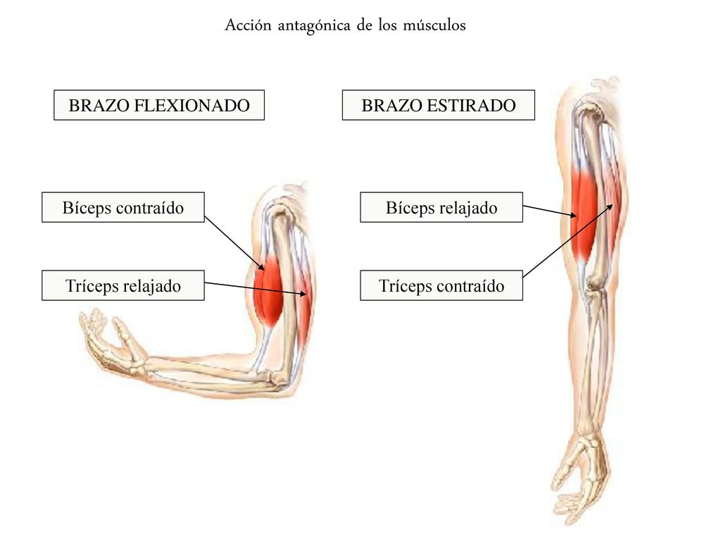 Acción antagónica de los músculos