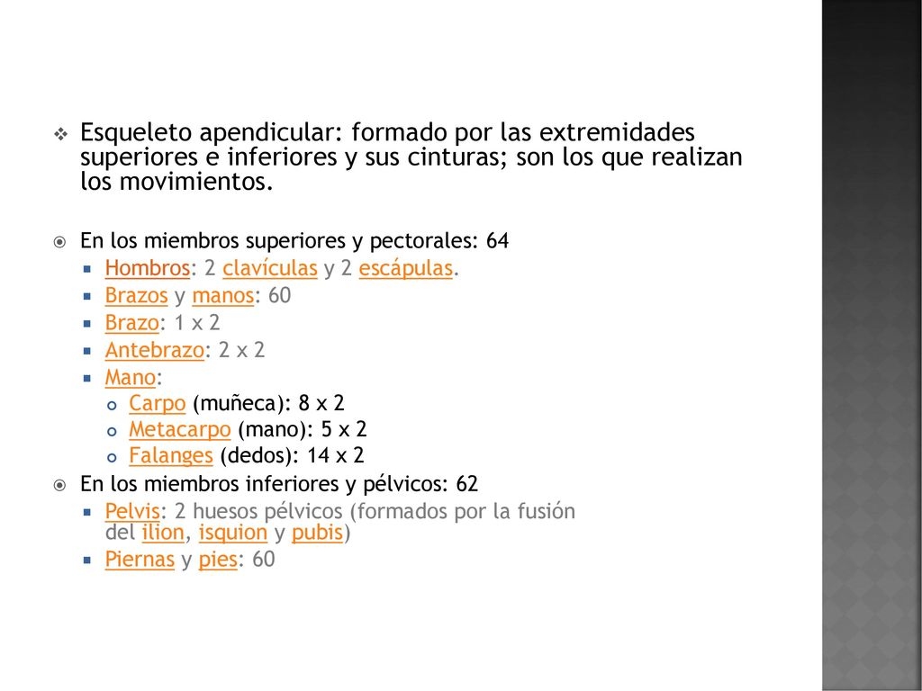 Esqueleto apendicular: formado por las extremidades superiores e inferiores y sus cinturas; son los que realizan los movimientos.