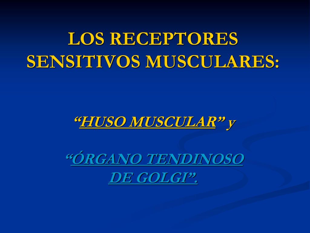 LOS RECEPTORES SENSITIVOS MUSCULARES: HUSO MUSCULAR y ÓRGANO TENDINOSO DE GOLGI .