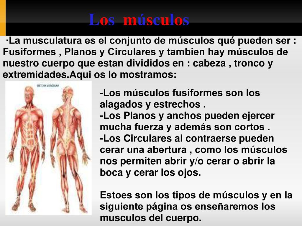 Los músculos ·La musculatura es el conjunto de músculos qué pueden ser :