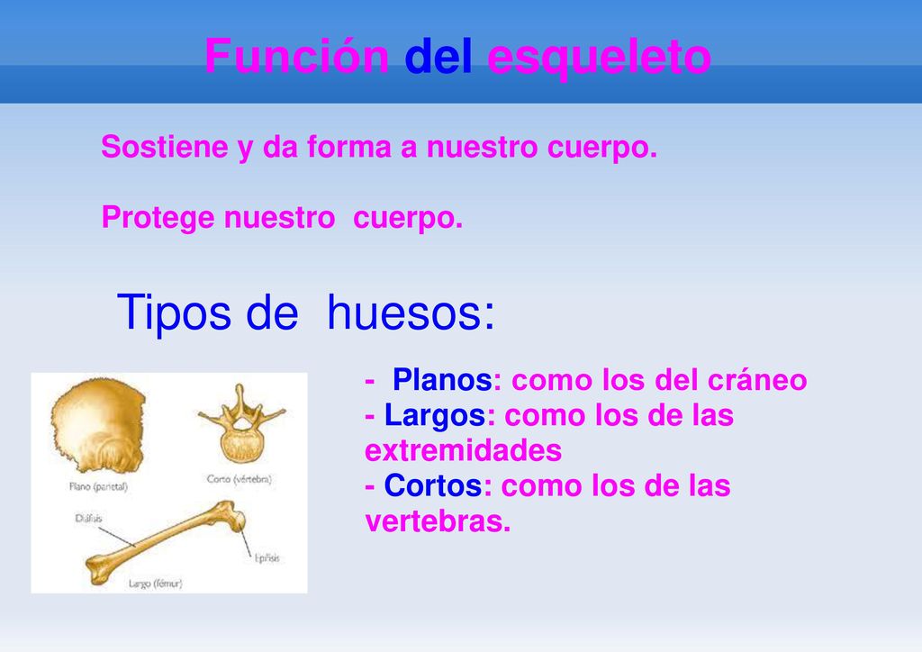 Función del esqueleto Tipos de huesos: