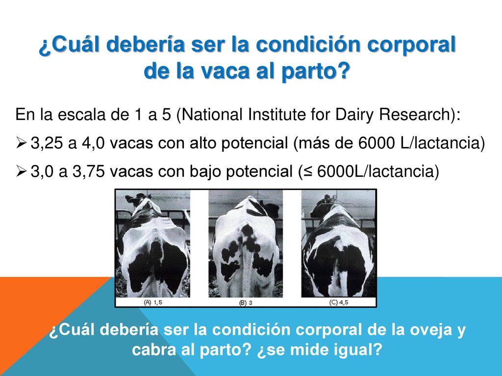 ¿Cuál debería ser la condición corporal de la vaca al parto