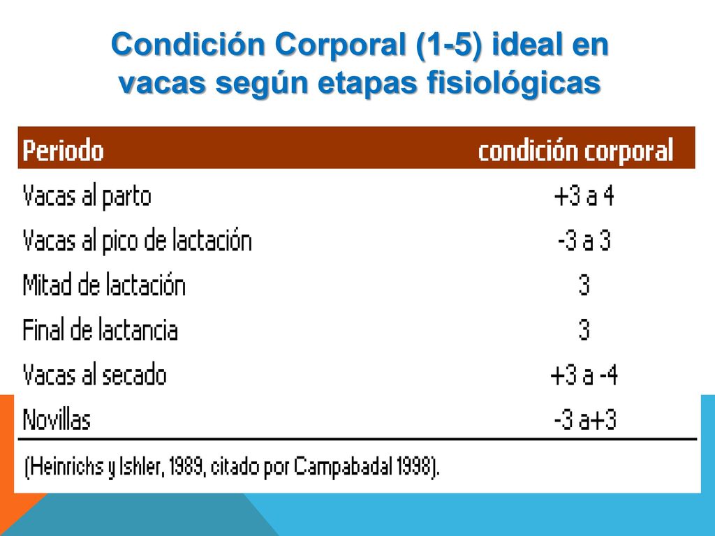 Condición Corporal (1-5) ideal en vacas según etapas fisiológicas