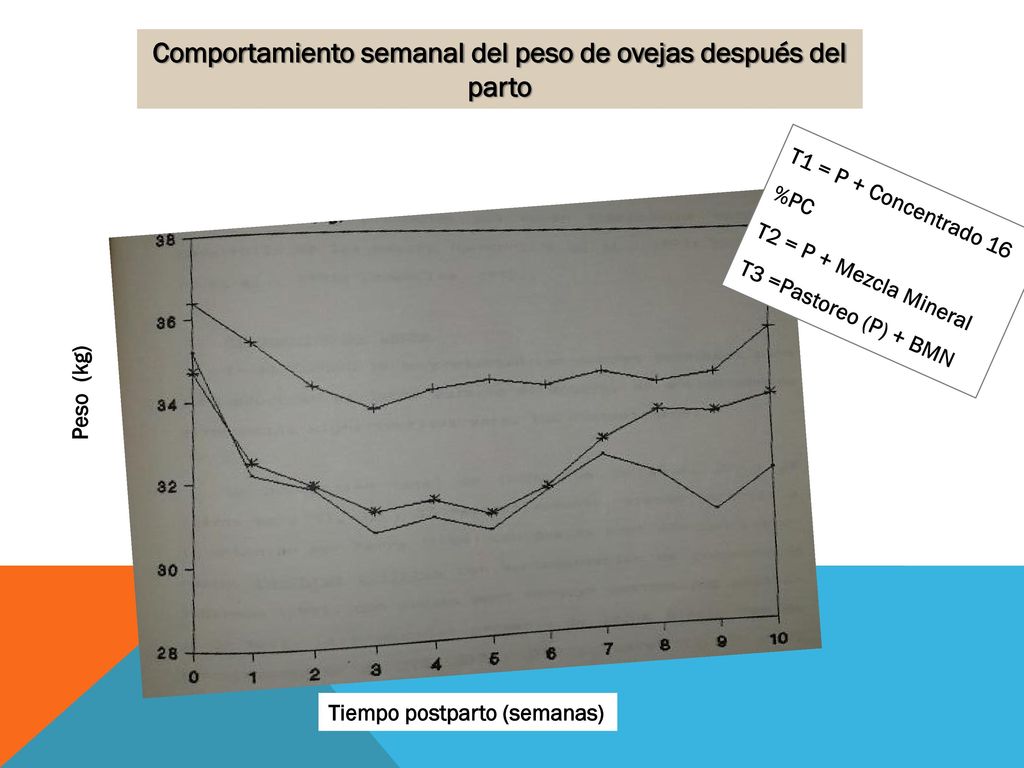 Comportamiento semanal del peso de ovejas después del parto