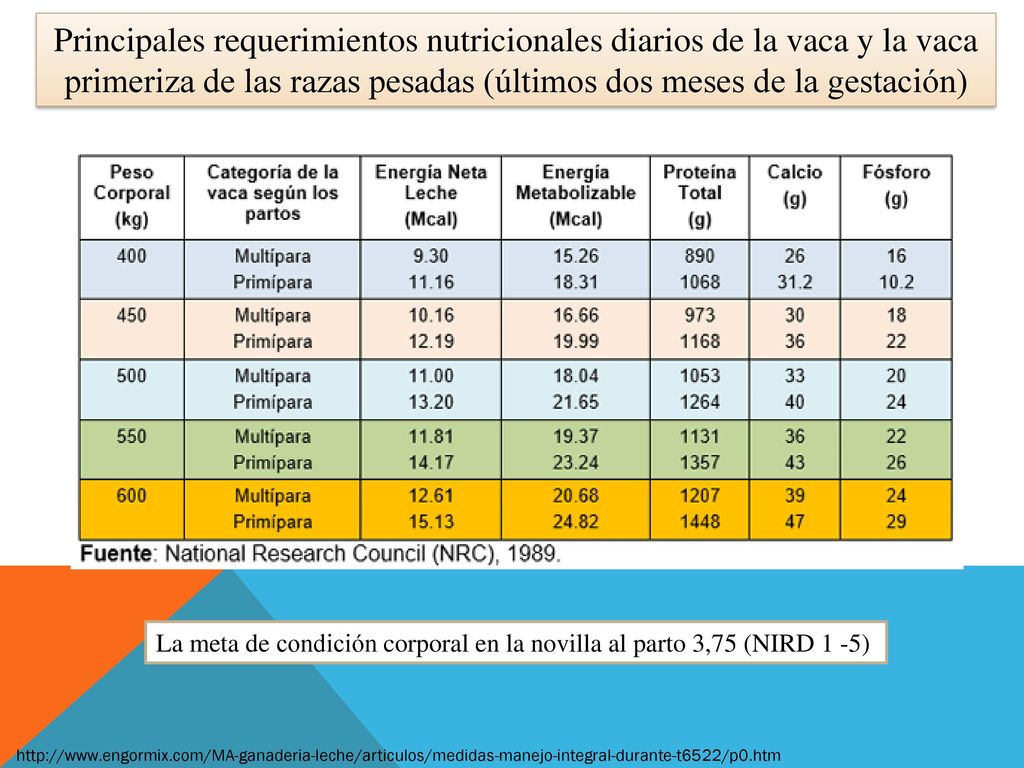 Principales requerimientos nutricionales diarios de la vaca y la vaca primeriza de las razas pesadas (últimos dos meses de la gestación)