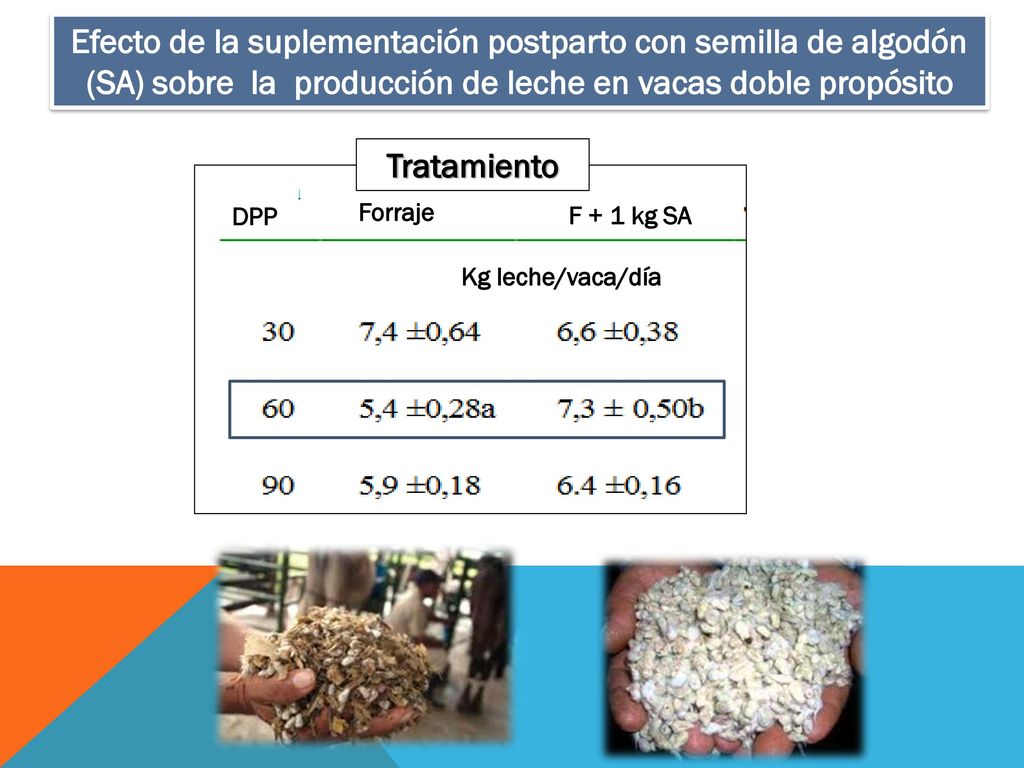 Efecto de la suplementación postparto con semilla de algodón (SA) sobre la producción de leche en vacas doble propósito