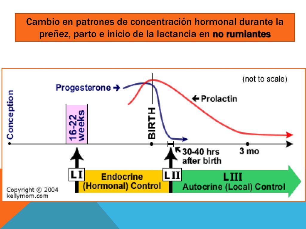 Cambio en patrones de concentración hormonal durante la preñez, parto e inicio de la lactancia en no rumiantes