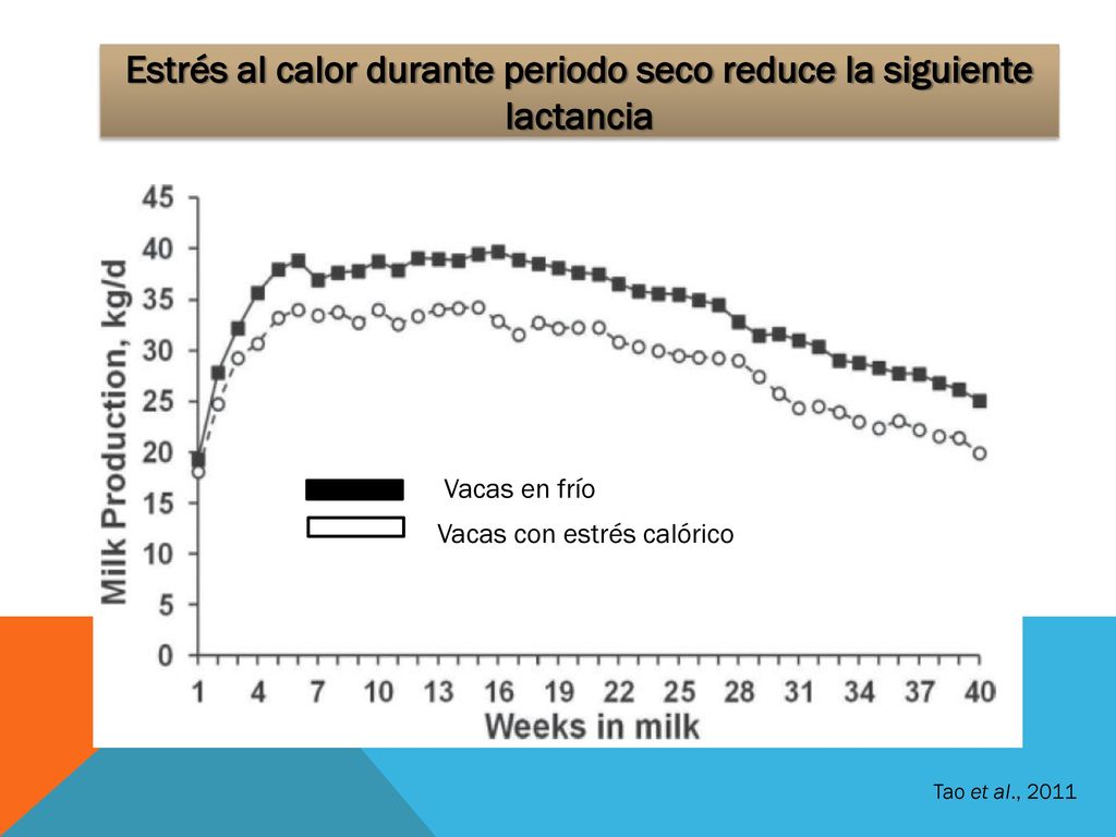Estrés al calor durante periodo seco reduce la siguiente lactancia