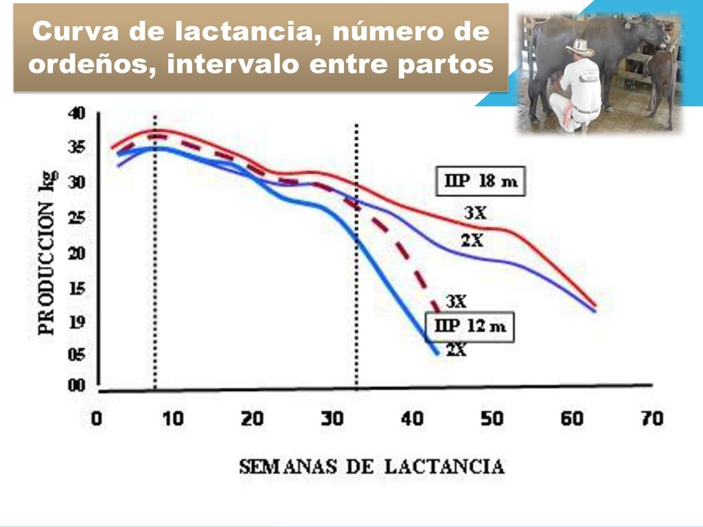 Curva de lactancia, número de ordeños, intervalo entre partos
