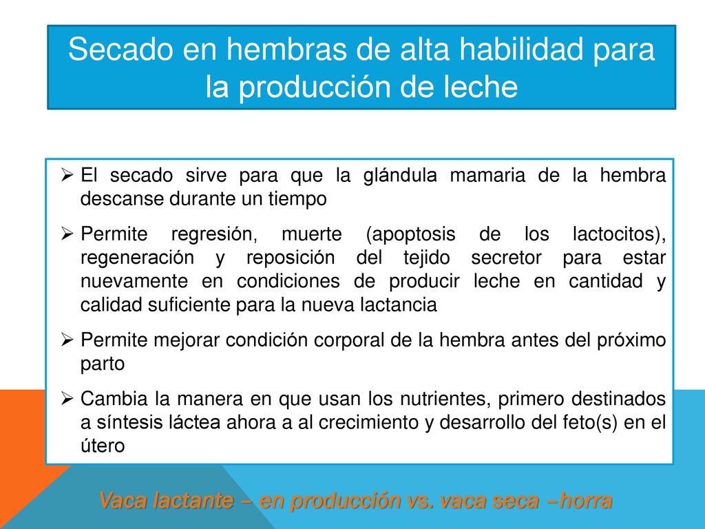 Secado en hembras de alta habilidad para la producción de leche