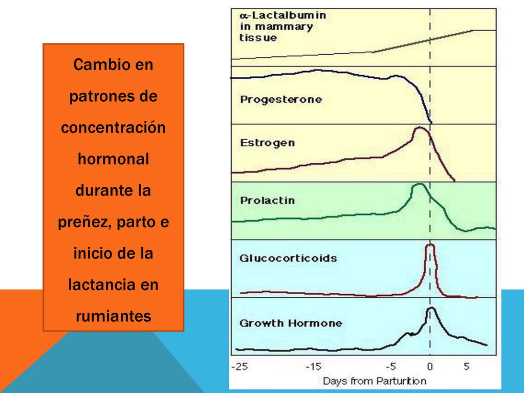 Cambio en patrones de concentración hormonal durante la preñez, parto e inicio de la lactancia en rumiantes