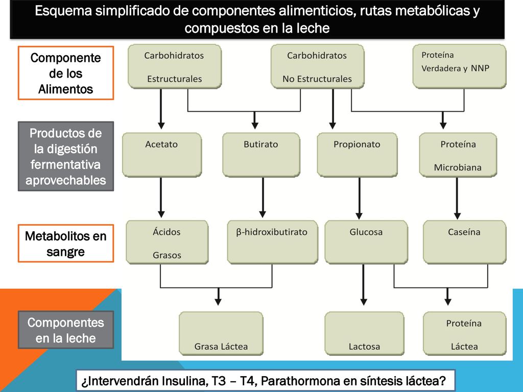 Esquema simplificado de componentes alimenticios, rutas metabólicas y compuestos en la leche