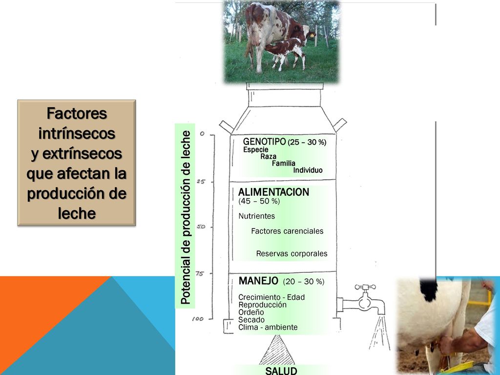 Factores intrínsecos y extrínsecos que afectan la producción de leche