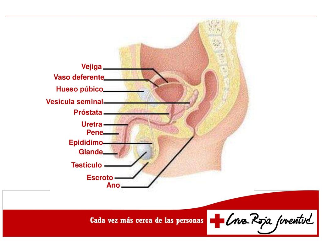 Vejiga Vaso deferente. Hueso púbico. Vesícula seminal. Próstata. Uretra. Pene. Epididimo. Glande.
