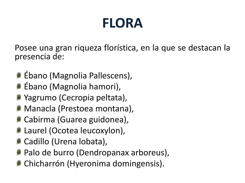 FLORA Posee una gran riqueza florística, en la que se destacan la presencia de: Ébano (Magnolia Pallescens),