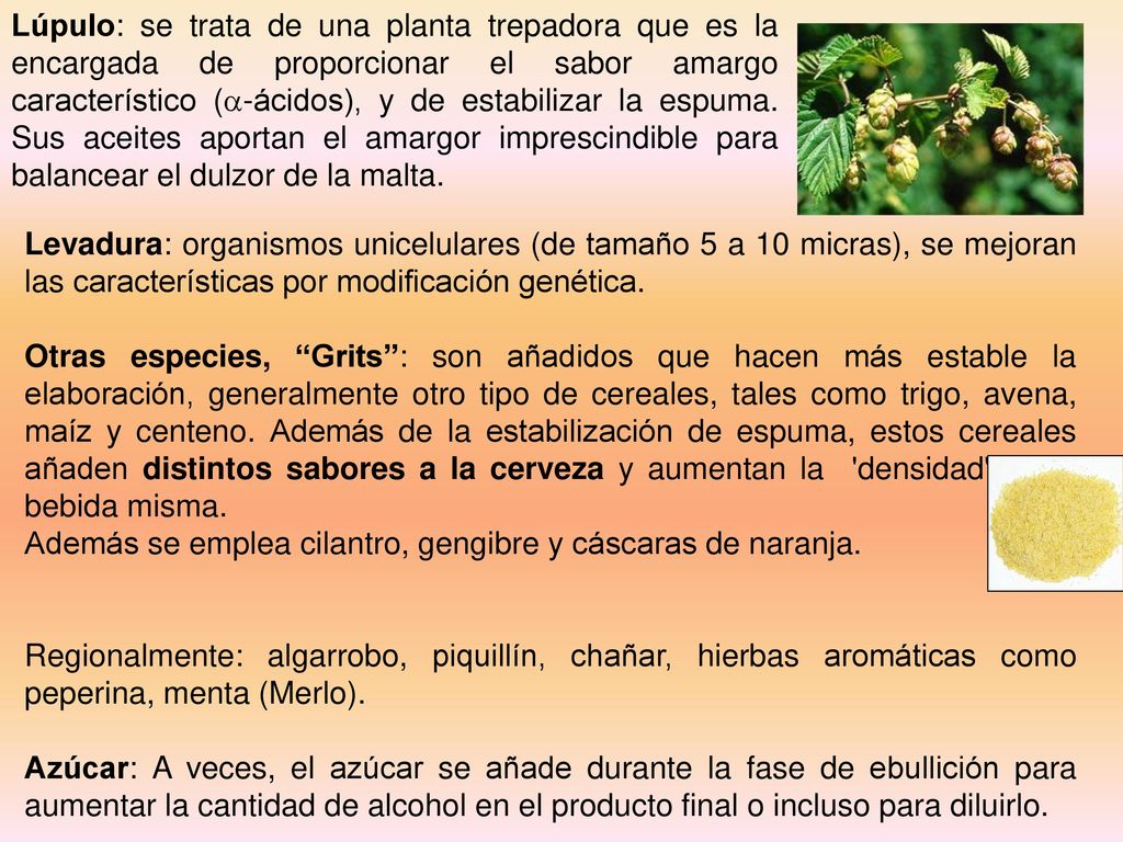 Lúpulo: se trata de una planta trepadora que es la encargada de proporcionar el sabor amargo característico (a-ácidos), y de estabilizar la espuma. Sus aceites aportan el amargor imprescindible para balancear el dulzor de la malta.