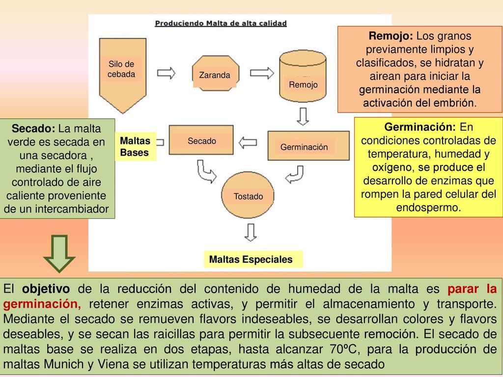 Remojo: Los granos previamente limpios y clasificados, se hidratan y airean para iniciar la germinación mediante la activación del embrión.