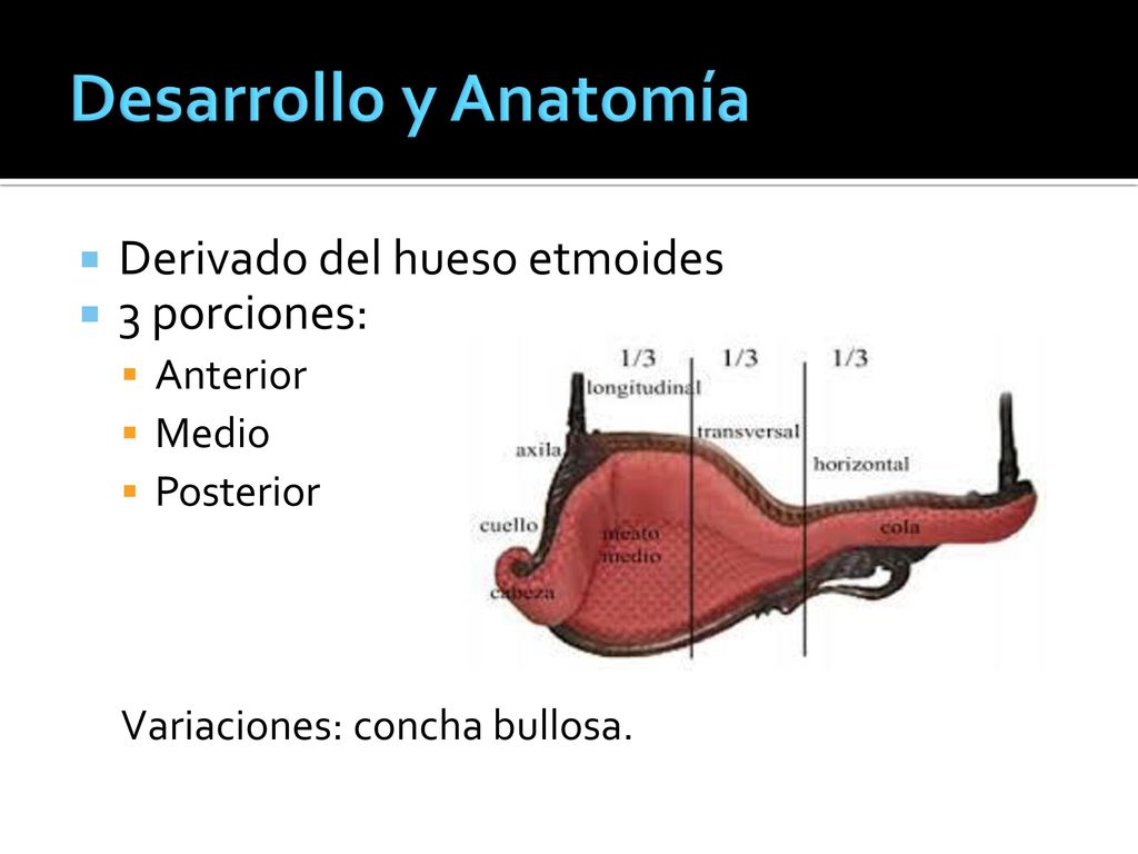 Desarrollo y Anatomía Derivado del hueso etmoides 3 porciones: