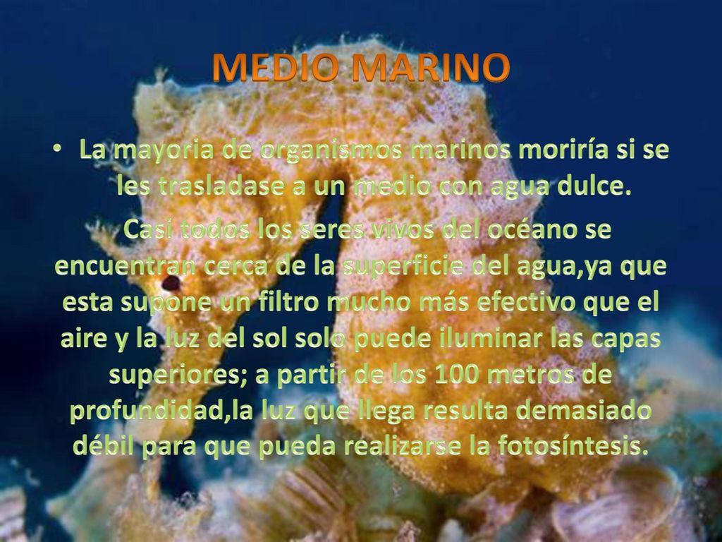MEDIO MARINO La mayoria de organismos marinos moriría si se les trasladase a un medio con agua dulce.