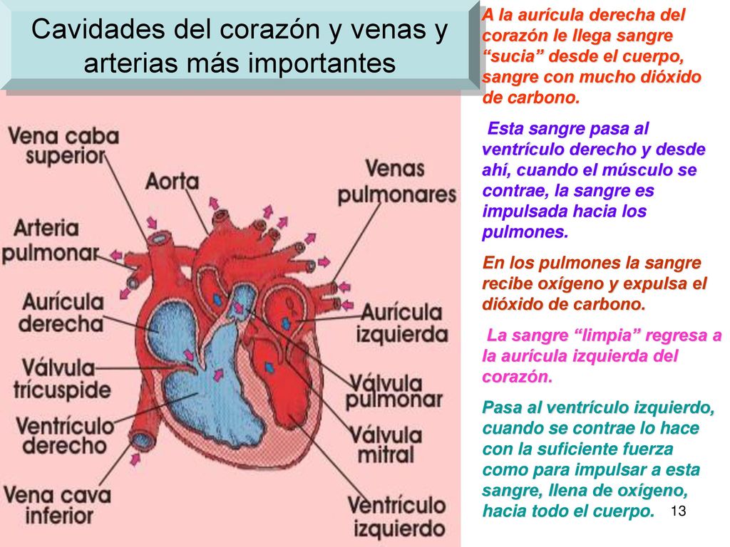 Cavidades del corazón y venas y arterias más importantes