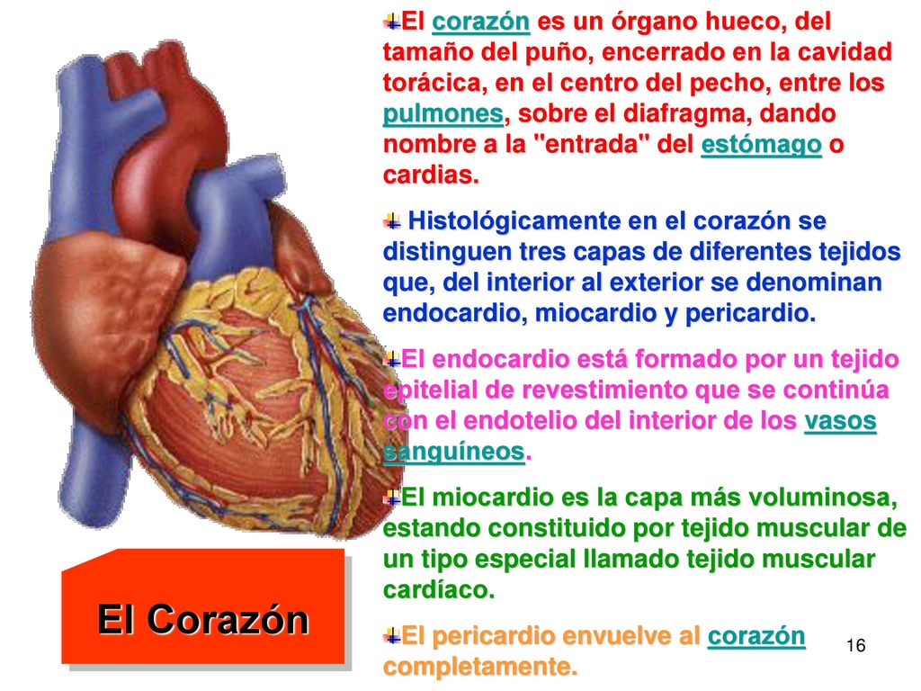 El corazón es un órgano hueco, del tamaño del puño, encerrado en la cavidad torácica, en el centro del pecho, entre los pulmones, sobre el diafragma, dando nombre a la entrada del estómago o cardias.