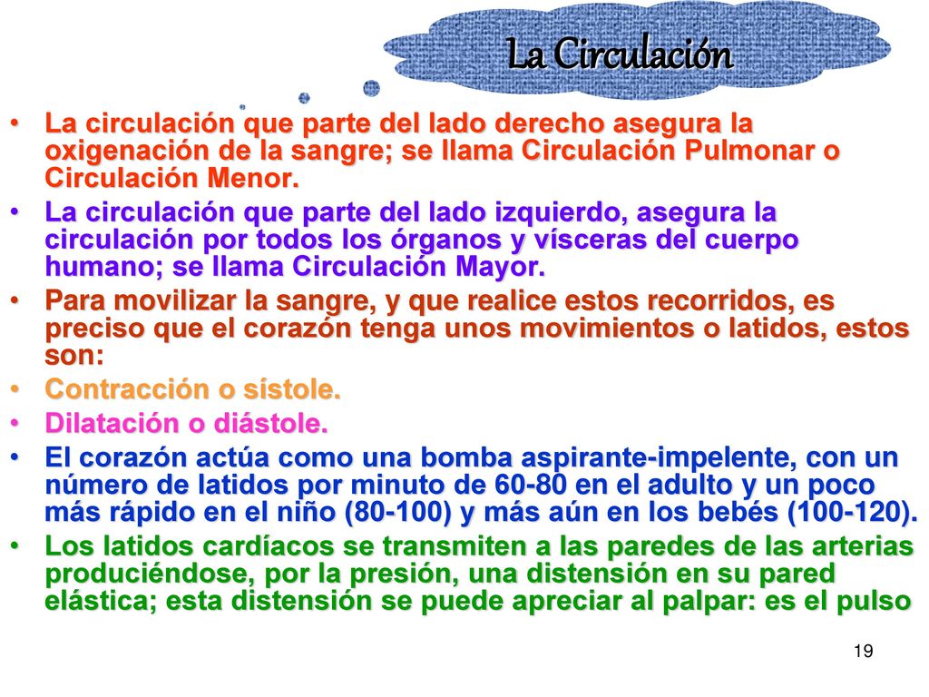 La Circulación La circulación que parte del lado derecho asegura la oxigenación de la sangre; se llama Circulación Pulmonar o Circulación Menor.