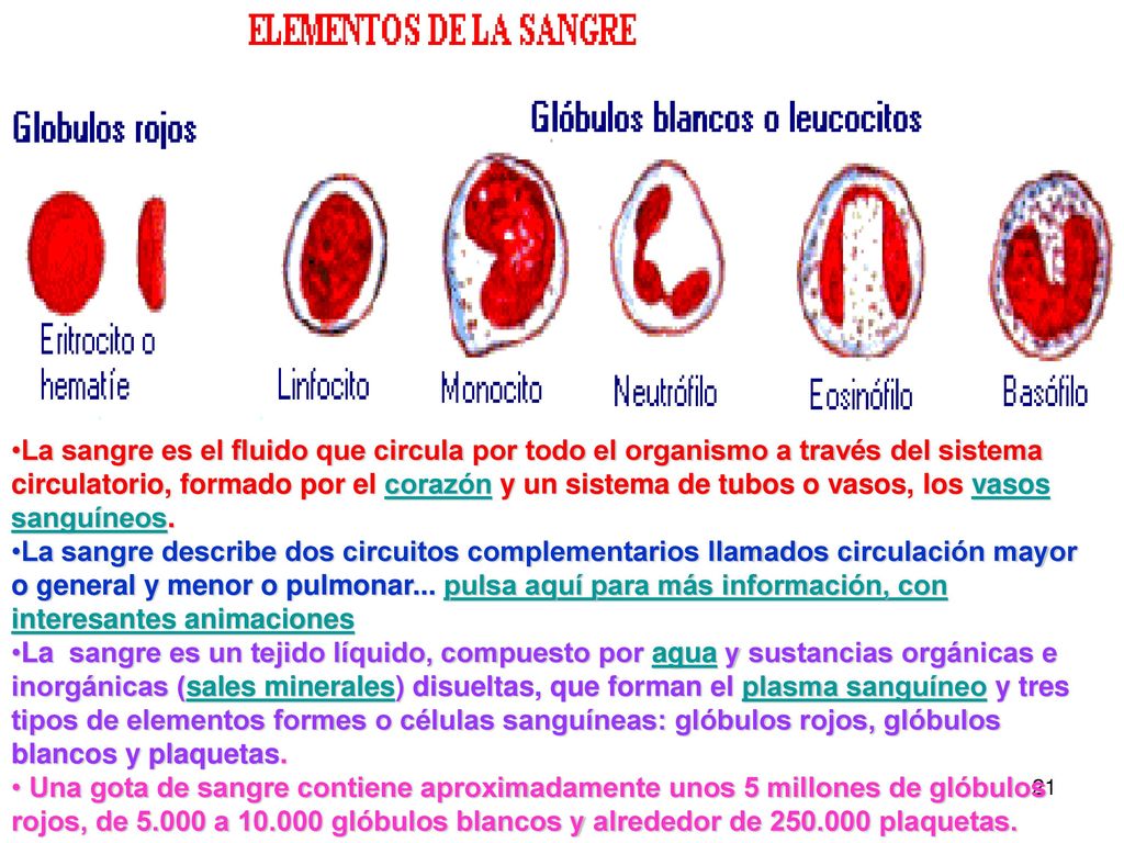 La sangre es el fluido que circula por todo el organismo a través del sistema circulatorio, formado por el corazón y un sistema de tubos o vasos, los vasos sanguíneos.