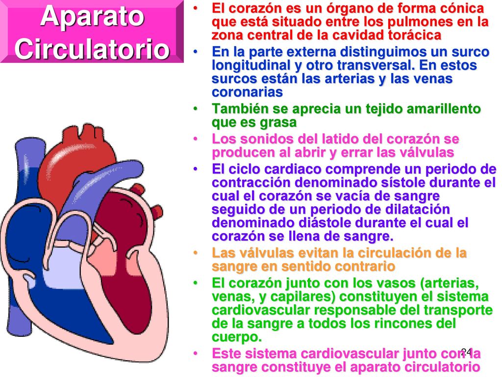 Aparato Circulatorio El corazón es un órgano de forma cónica que está situado entre los pulmones en la zona central de la cavidad torácica.
