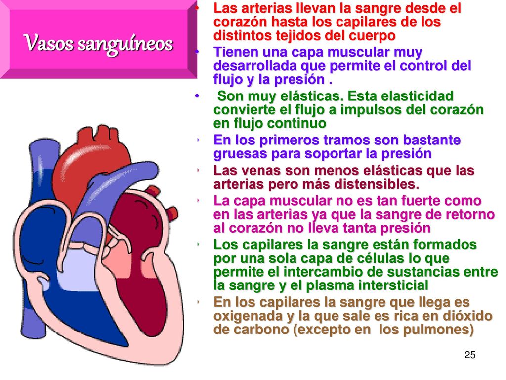 Vasos sanguíneos Las arterias llevan la sangre desde el corazón hasta los capilares de los distintos tejidos del cuerpo.