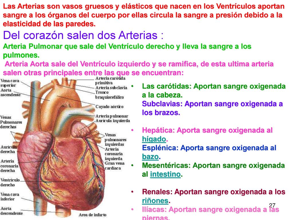 Las Arterias son vasos gruesos y elásticos que nacen en los Ventrículos aportan sangre a los órganos del cuerpo por ellas circula la sangre a presión debido a la elasticidad de las paredes. Del corazón salen dos Arterias :