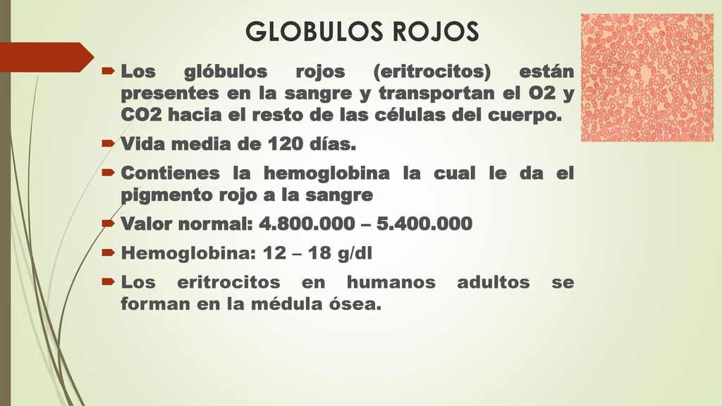 GLOBULOS ROJOS Los glóbulos rojos (eritrocitos) están presentes en la sangre y transportan el O2 y CO2 hacia el resto de las células del cuerpo.