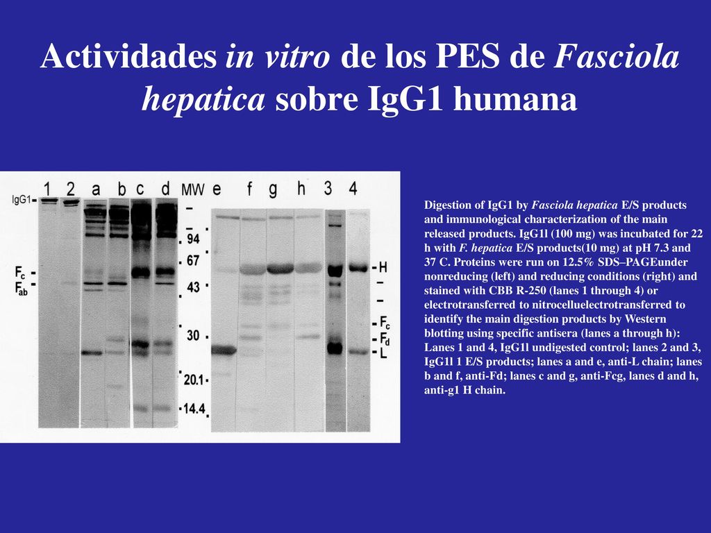 Actividades in vitro de los PES de Fasciola hepatica sobre IgG1 humana