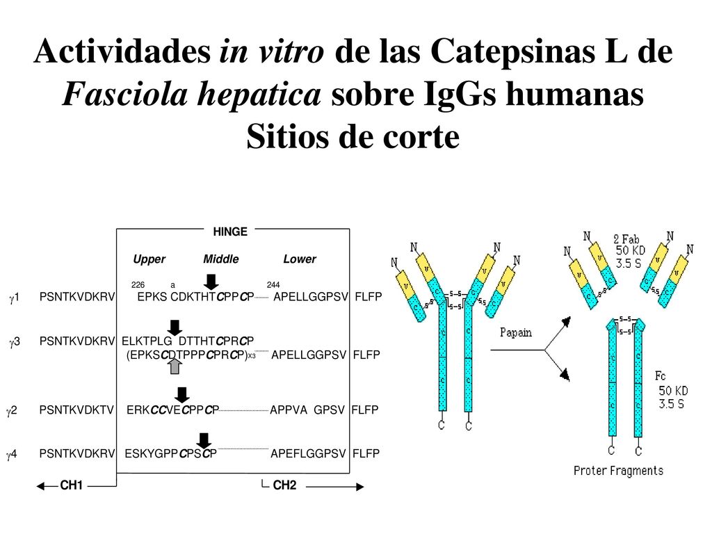 Actividades in vitro de las Catepsinas L de Fasciola hepatica sobre IgGs humanas Sitios de corte