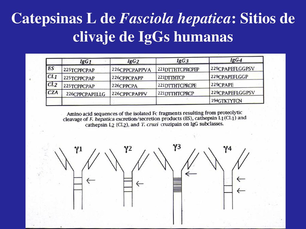 Catepsinas L de Fasciola hepatica: Sitios de clivaje de IgGs humanas