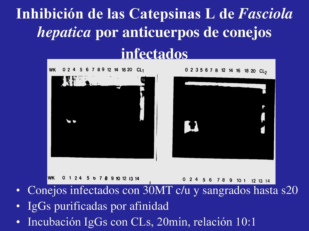 Inhibición de las Catepsinas L de Fasciola hepatica por anticuerpos de conejos infectados