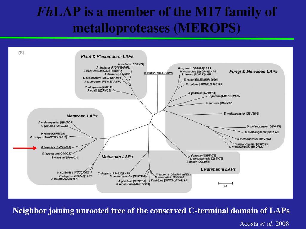 FhLAP is a member of the M17 family of metalloproteases (MEROPS)