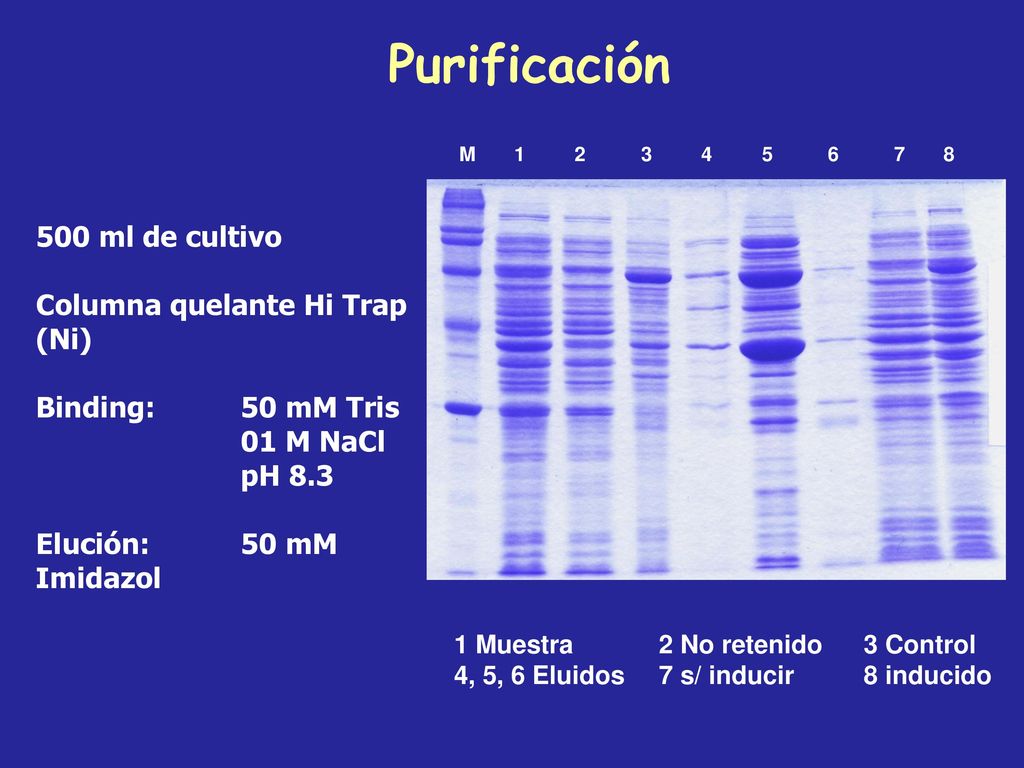 Purificación 500 ml de cultivo Columna quelante Hi Trap (Ni)