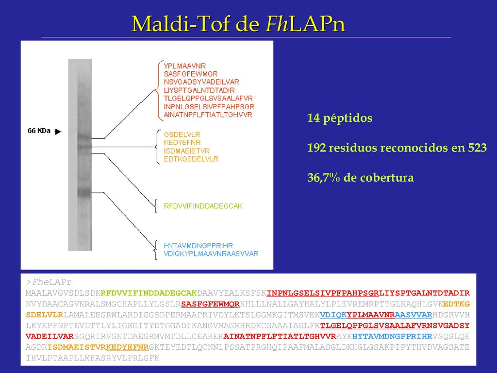 Maldi-Tof de FhLAPn 14 péptidos 192 residuos reconocidos en 523