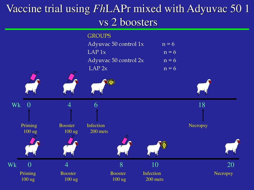 Vaccine trial using FhLAPr mixed with Adyuvac 50 1 vs 2 boosters