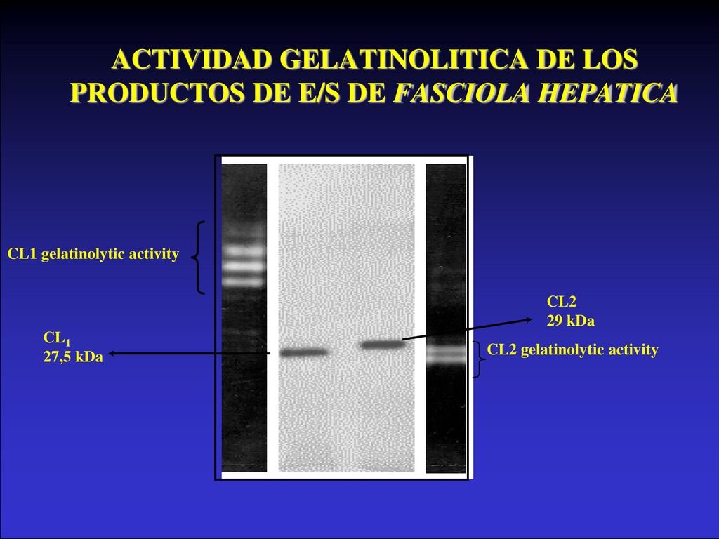 ACTIVIDAD GELATINOLITICA DE LOS PRODUCTOS DE E/S DE FASCIOLA HEPATICA