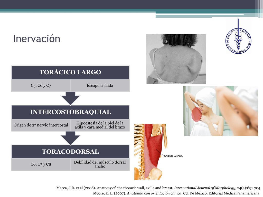 Inervación TORÁCICO LARGO. C5, C6 y C7. Escapula alada. INTERCOSTOBRAQUIAL. Origen de 2° nervio intercostal.