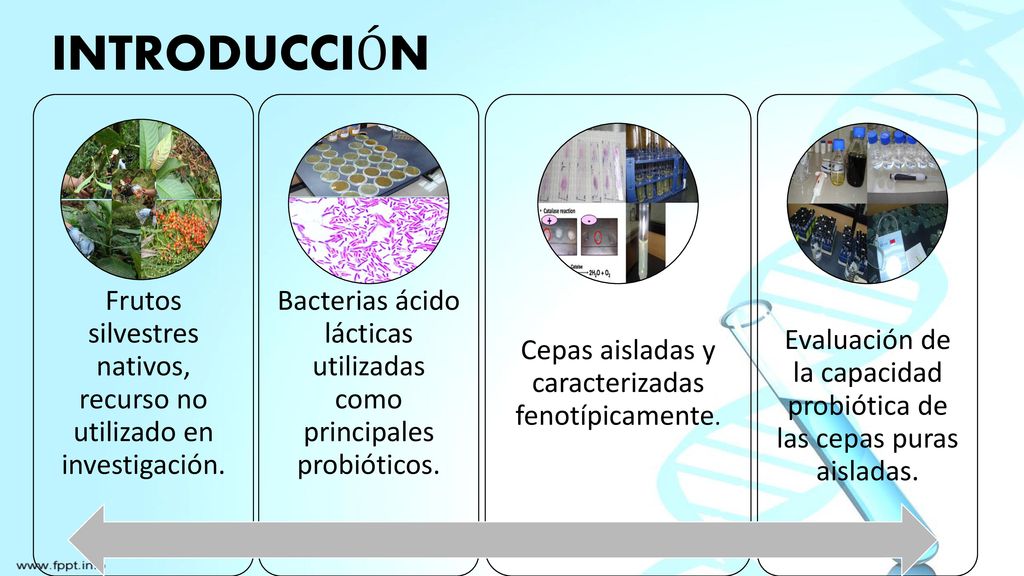 INTRODUCCIÓN Frutos silvestres nativos, recurso no utilizado en investigación. Bacterias ácido lácticas utilizadas como principales probióticos.