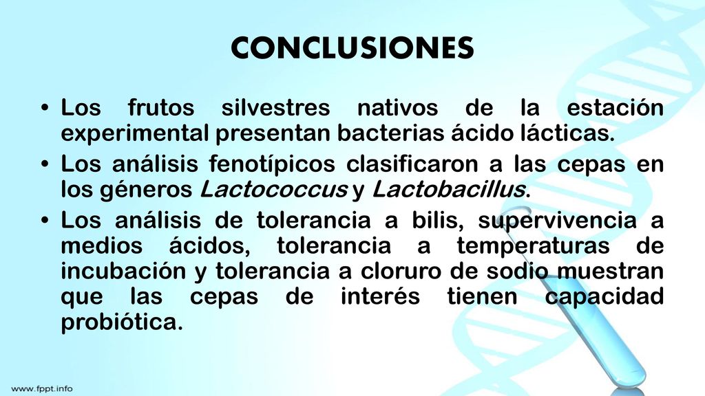 CONCLUSIONES Los frutos silvestres nativos de la estación experimental presentan bacterias ácido lácticas.