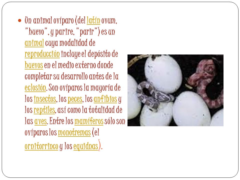 Un animal ovíparo (del latín ovum, huevo , y parire, parir ) es un animal cuya modalidad de reproducción incluye el depósito de huevos en el medio externo donde completar su desarrollo antes de la eclosión.