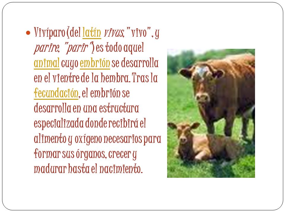 Vivíparo (del latín vivus, vivo , y parire, parir ) es todo aquel animal cuyo embrión se desarrolla en el vientre de la hembra.