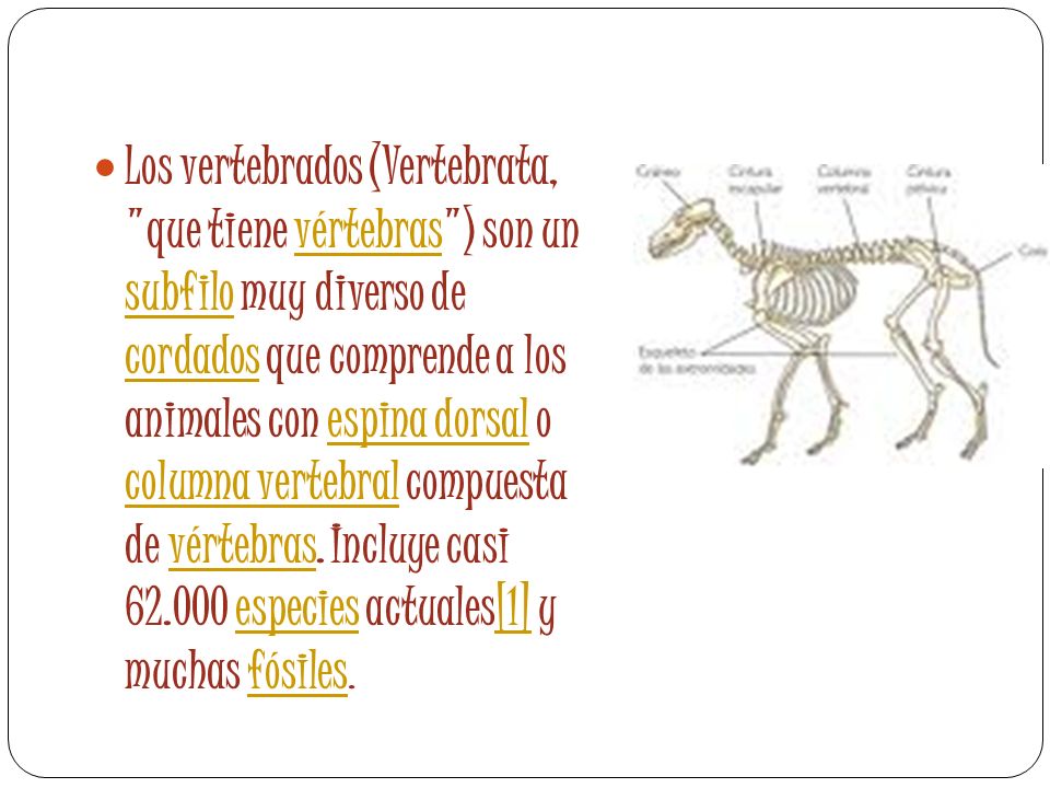 Los vertebrados (Vertebrata, que tiene vértebras ) son un subfilo muy diverso de cordados que comprende a los animales con espina dorsal o columna vertebral compuesta de vértebras.