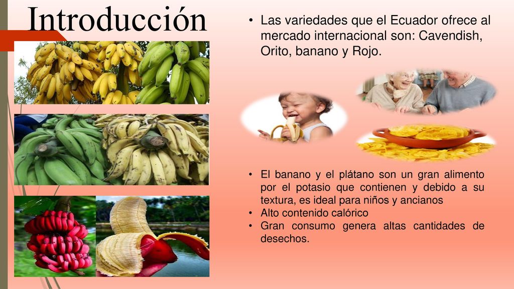 Introducción Las variedades que el Ecuador ofrece al mercado internacional son: Cavendish, Orito, banano y Rojo.