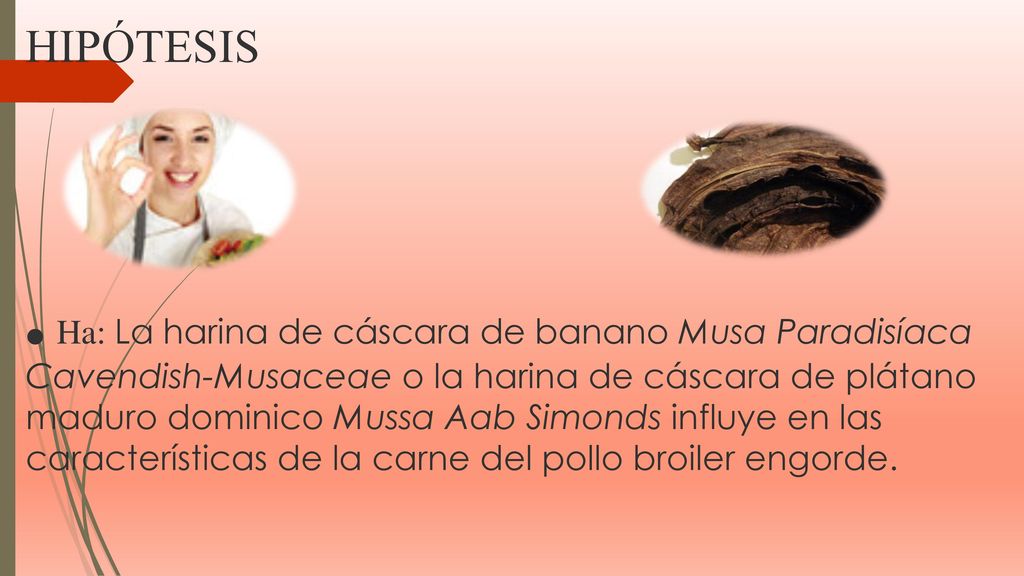 HIPÓTESIS ● Ha: La harina de cáscara de banano Musa Paradisíaca Cavendish-Musaceae o la harina de cáscara de plátano maduro dominico Mussa Aab Simonds influye en las características de la carne del pollo broiler engorde.