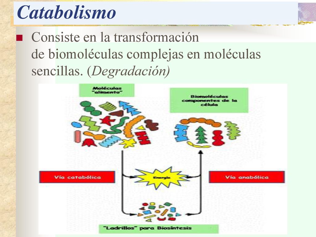 Catabolismo Consiste en la transformación de biomoléculas complejas en moléculas sencillas.