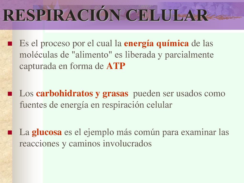 RESPIRACIÓN CELULAR Es el proceso por el cual la energía química de las moléculas de alimento es liberada y parcialmente capturada en forma de ATP.